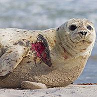 Injured Common seal / Harbour seal (Phoca vitulina) with flesh wound resting on beach, Helgoland / Heligoland, Wadden Sea, Germany